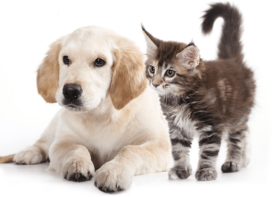 Complete Guide to Arthritis in Cats & Dogs