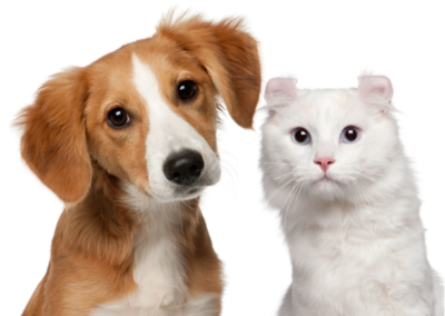Free Radicals & Oxidative Stress effects on Pet Health