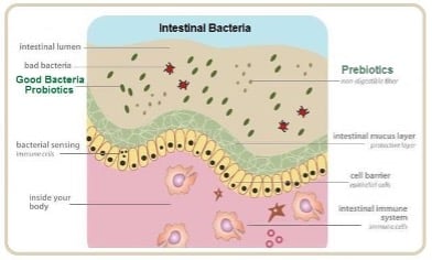 Image showcasing Probiotics for Dogs - Advanced Veterinary Nutrition